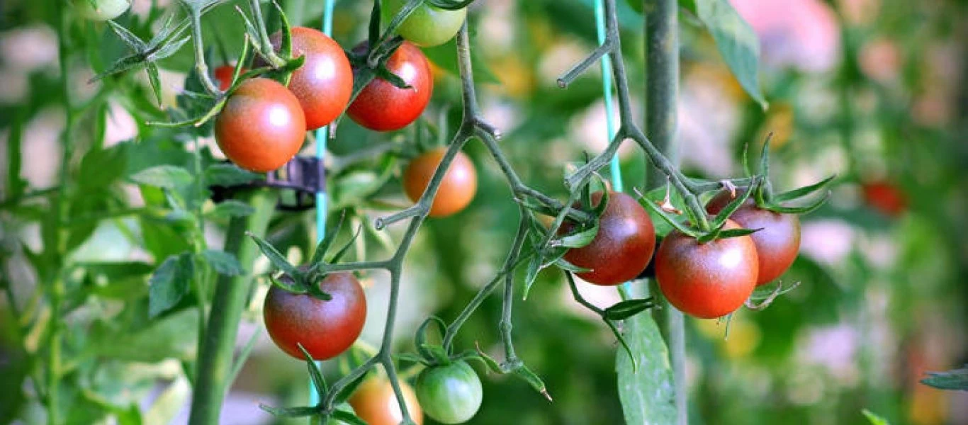 Aφησε τη θέση στην τράπεζα και έγινε αγρότης στο Κιλκίς - Καλλιεργεί ωφέλιμες τροφές απαλλαγμένες από χημικά (φωτο)